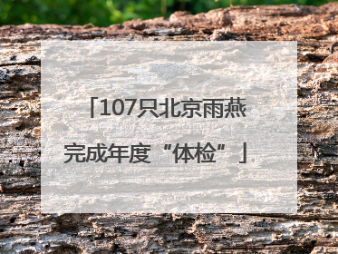 107只北京雨燕完成年度“体检”